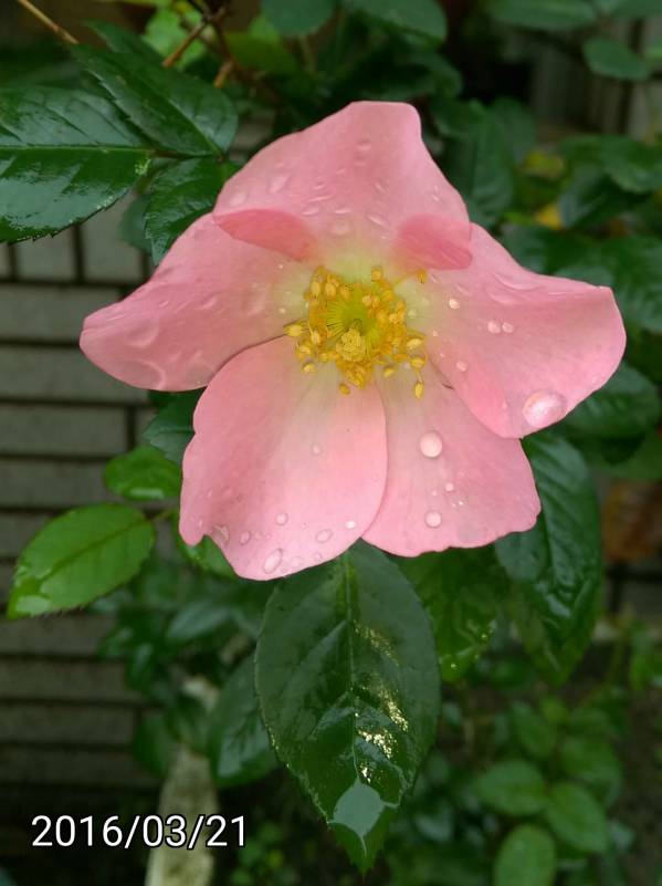 單瓣粉紅玫瑰 Single-Petalled pink rose